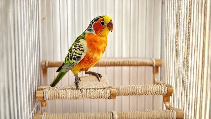 Photorealistic, professional photography, 8K, cinematic lighting, sharp focus, depth of field, shot on a high-end DSLR. An interior view of a bird cage specifically adapted for an elderly bird. Show wide, low-level perches made of natural textured wood and soft cotton rope, arranged in a gentle, staggered staircase pattern. A small, flat platform perch is also visible. The lighting is soft and inviting, highlighting the secure and comfortable environment for the bird. Photorealistic, professional photography, 8K, cinematic lighting, sharp focus, depth of field, shot on a high-end DSLR. An interior view of a bird cage specifically adapted for an elderly bird. Show wide, low-level perches made of natural textured wood and soft cotton rope, arranged in a gentle, staggered staircase pattern. A small, flat platform perch is also visible. The lighting is soft and inviting, highlighting the secure and comfortable environment for the bird.