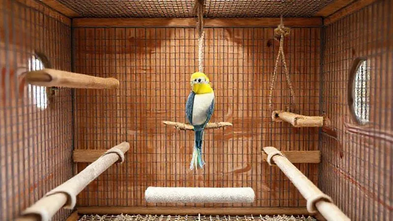 A photorealistic image of a custom-built bird cage interior, designed for an elderly bird. It features wide, stable perches at varying low heights, soft ramps, and a large, easily accessible foraging toy hanging at eye level. The lighting is soft and natural, emphasizing accessibility and comfort. 8K hyper-detailed. A photorealistic image of a custom-built bird cage interior, designed for an elderly bird. It features wide, stable perches at varying low heights, soft ramps, and a large, easily accessible foraging toy hanging at eye level. The lighting is soft and natural, emphasizing accessibility and comfort. 8K hyper-detailed.