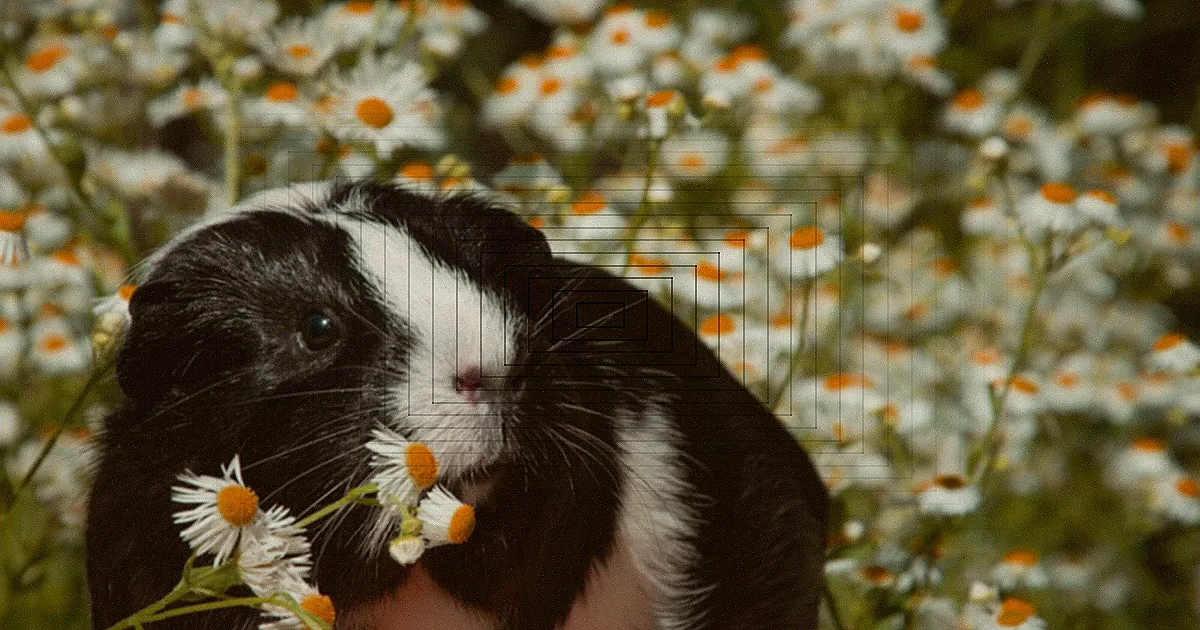 A photorealistic, professional photography, 8K, cinematic lighting, sharp focus, depth of field, shot on a high-end DSLR, depicting a close-up of a gentle hand, perhaps with a soft, clean glove, holding a tiny, clear syringe with liquid medicine. The syringe is positioned carefully at the side of a small, elderly mouse's mouth, which is calmly taking the liquid. The rodent's fur is detailed, and its expression is one of mild curiosity, not fear. A close-up photo of a black pet rat being gently held by human hands, highlighting its whiskers. — Foto: IRINA LYADOVA / Pexels