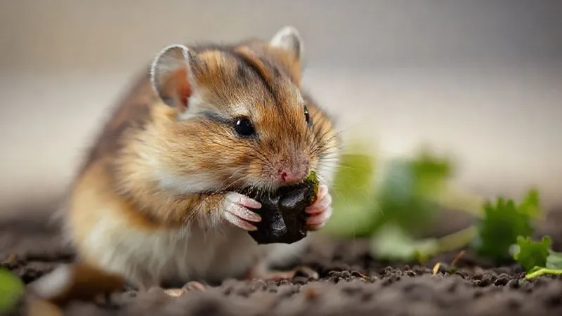 A photorealistic, professional photography image of an elderly, small exotic rodent (e.g., a gerbil or hamster) gently nibbling on a small piece of dark leafy green vegetable. The focus is on the rodent and its healthy snack, with a clean, simple background. Cinematic lighting, sharp focus, depth of field blurring the surroundings, 8K hyper-detailed, shot on a high-end DSLR. A photorealistic, professional photography image of an elderly, small exotic rodent (e.g., a gerbil or hamster) gently nibbling on a small piece of dark leafy green vegetable. The focus is on the rodent and its healthy snack, with a clean, simple background. Cinematic lighting, sharp focus, depth of field blurring the surroundings, 8K hyper-detailed, shot on a high-end DSLR.