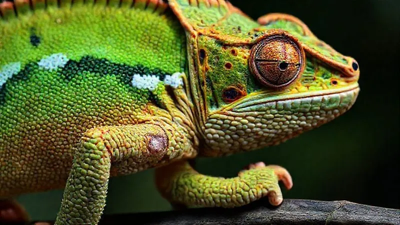 A photorealistic image of a chameleon's skin showing clear signs of dehydration, with visible wrinkles and a lack of turgor, contrasted with a small, localized swelling on one of its legs, professional photography, 8K, cinematic lighting, sharp focus, depth of field, shot on a high-end DSLR. A photorealistic image of a chameleon's skin showing clear signs of dehydration, with visible wrinkles and a lack of turgor, contrasted with a small, localized swelling on one of its legs, professional photography, 8K, cinematic lighting, sharp focus, depth of field, shot on a high-end DSLR.
