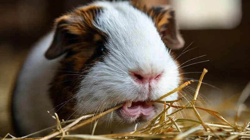 A close-up, photorealistic, professional photography, 8K, cinematic lighting, sharp focus, depth of field, shot on a high-end DSLR, of an elderly guinea pig gently chewing on a hay stalk, its incisors and molars subtly visible, highlighting the importance of proper dental wear. The animal looks calm and healthy.