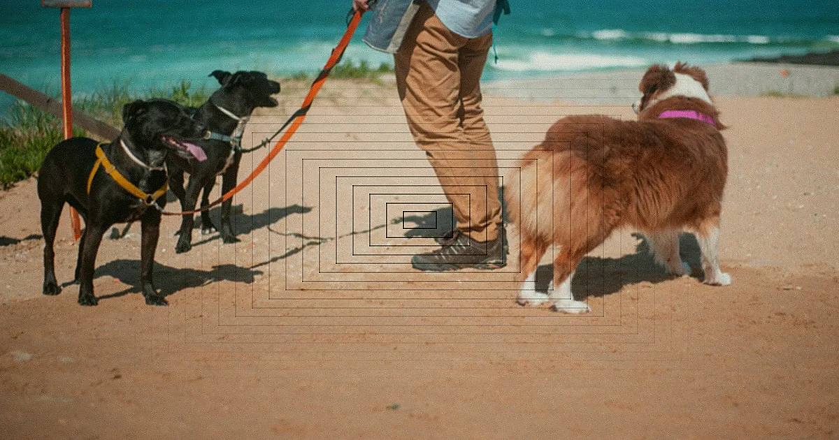 A photorealistic image of a senior golden retriever, walking slowly and deliberately on a soft, green lawn, guided by a gentle hand on a leash. The dog's posture is calm, focusing on each step. Soft, natural light, sharp focus on the dog's movement, blurred background of a peaceful garden. 8K, professional photography, cinematic lighting. A senior man walking a Labrador Retriever on a sunny day along a tree-lined path. — Foto: Rajesh S Balouria / Pexels