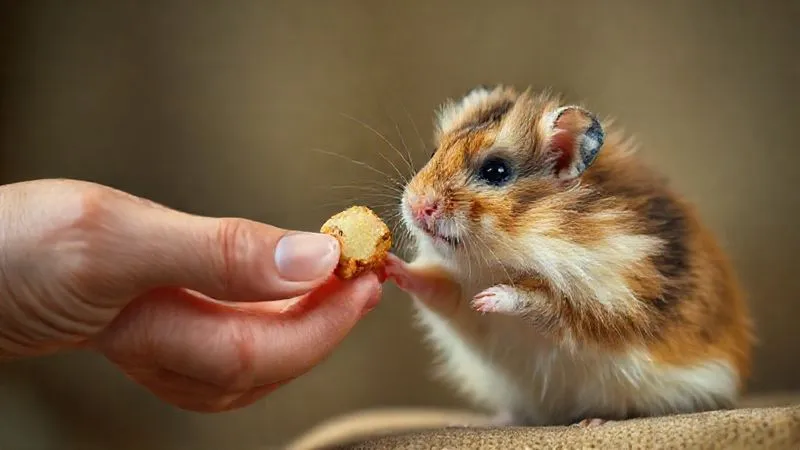 A photorealistic, professional photography, 8K, cinematic lighting, sharp focus, depth of field, shot on a high-end DSLR of a human hand gently offering a small, healthy treat to an elderly, fluffy hamster, who is carefully reaching out, conveying trust, connection, and gentle care, with a soft, warm background. A photorealistic, professional photography, 8K, cinematic lighting, sharp focus, depth of field, shot on a high-end DSLR of a human hand gently offering a small, healthy treat to an elderly, fluffy hamster, who is carefully reaching out, conveying trust, connection, and gentle care, with a soft, warm background.
